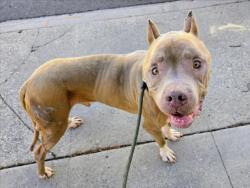 Shelter Stray Male Dog last seen , 957 N Gaffey St, San Pedro, CA 90731, USA