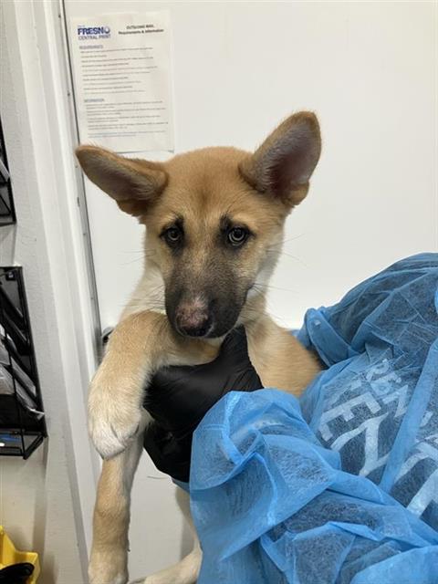 Shelter Stray Female Dog last seen Near BLOCK E TYLER AVE, FRESNO CA 93701, 5277 E Airways Blvd, Fresno, CA 93727, USA