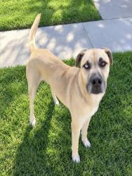 Shelter Stray Male Dog last seen , 957 N Gaffey St, San Pedro, CA 90731, USA