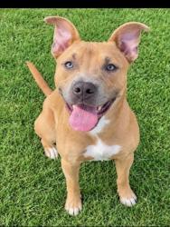 Shelter Stray Male Dog last seen , 957 N Gaffey St, San Pedro, CA 90731, USA