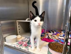 Shelter Stray Female Cat last seen , 957 N Gaffey St, San Pedro, CA 90731, USA