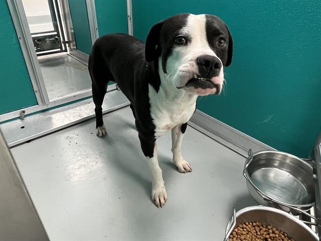 Shelter Stray Male Dog last seen Near BLOCK NE 36TH ST, SPENCER OK 73084, 2811 SE 29th St, Oklahoma City, OK 73129, USA
