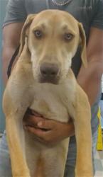 Shelter Stray Male Dog last seen , 2811 SE 29th St, Oklahoma City, OK 73129, USA