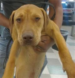 Shelter Stray Male Dog last seen , 2811 SE 29th St, Oklahoma City, OK 73129, USA