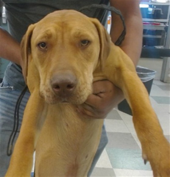 Shelter Stray Male Dog last seen , 2811 SE 29th St, Oklahoma City, OK 73129, USA