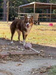 Found/Stray Male Dog last seen McConnell rd whitsett, Whitsett, NC 27377