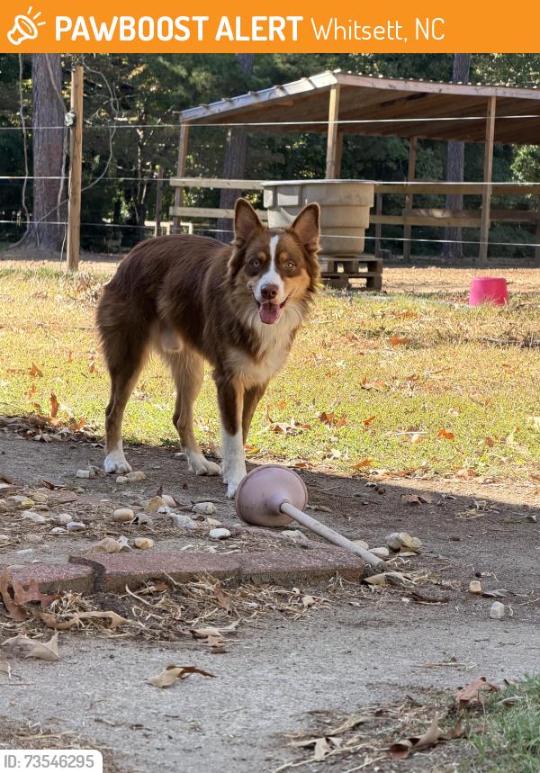 Found/Stray Male Dog last seen McConnell rd whitsett, Whitsett, NC 27377