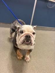 Shelter Stray Female Dog last seen Near BLOCK SW 88TH ST, 3599 NW 79th Ave, Doral, FL 33122, USA