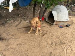 Shelter Stray Male Dog last seen Near BLOCK FREEDOM CITY BLVD, SPENCER OK 73084, 2811 SE 29th St, Oklahoma City, OK 73129, USA