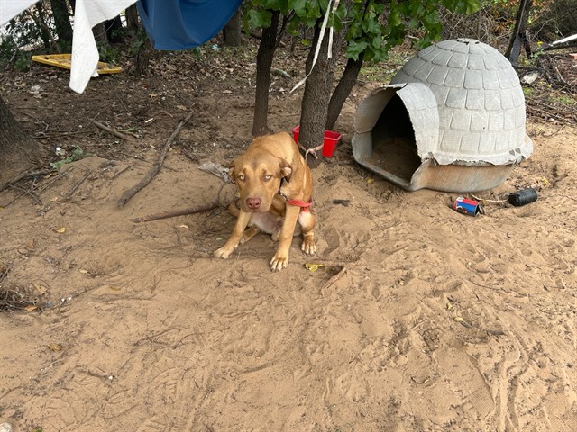 Shelter Stray Male Dog last seen Near BLOCK FREEDOM CITY BLVD, SPENCER OK 73084, 2811 SE 29th St, Oklahoma City, OK 73129, USA