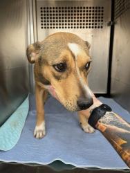 Shelter Stray Female Dog last seen Near BLOCK S INDEPENDENCE, 2811 SE 29th St, Oklahoma City, OK 73129, USA