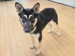 Shelter Stray Female Dog last seen , 14409 Vanowen St, Van Nuys, CA 91405, USA