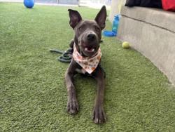Shelter Stray Female Dog last seen , 14409 Vanowen St, Van Nuys, CA 91405, USA