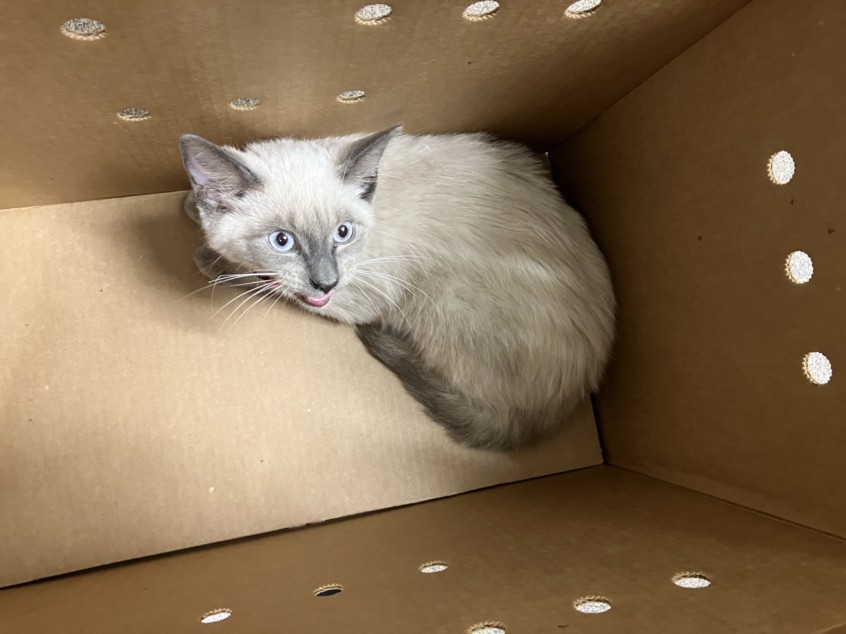 Shelter Stray Female Cat last seen Near BLOCK S SENECA ST, WICHITA KS 67213, 3303 N Hillside St, Wichita, KS 67219, USA