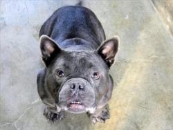 Shelter Stray Male Dog last seen , 14409 Vanowen St, Van Nuys, CA 91405, USA
