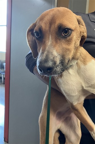 Shelter Stray Male Dog last seen Near BLOCK N GREENWICH RD, WICHITA KS 67226, 3303 N Hillside St, Wichita, KS 67219, USA