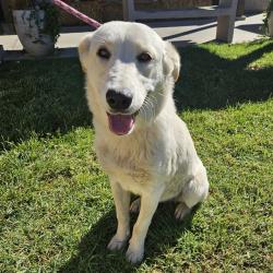 Shelter Stray Female Dog last seen , 600 Aviation Dr, Camarillo, CA 93010, USA