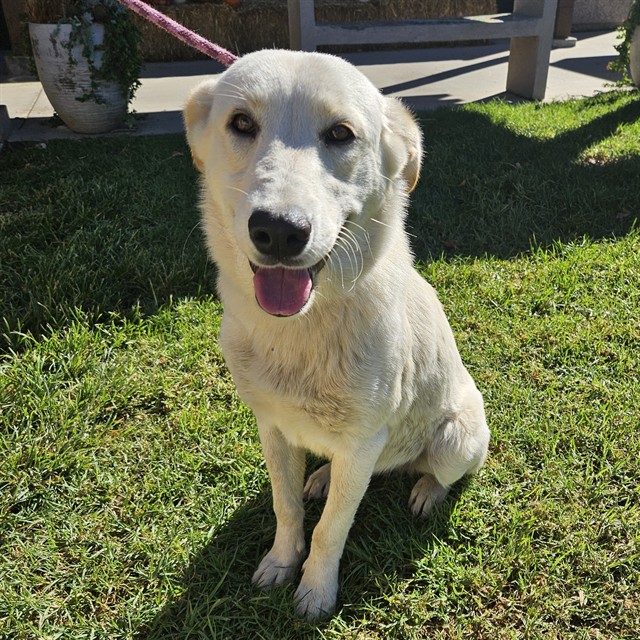 Shelter Stray Female Dog last seen , 600 Aviation Dr, Camarillo, CA 93010, USA