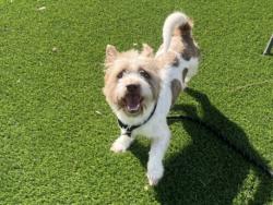 Shelter Stray Male Dog last seen , 3201 Lacy St, Los Angeles, CA 90031, USA