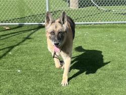 Shelter Stray Female Dog last seen , 3201 Lacy St, Los Angeles, CA 90031, USA