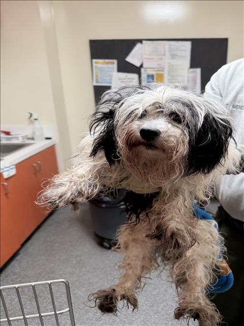 Shelter Stray Unknown Dog last seen , 3201 Lacy St, Los Angeles, CA 90031, USA