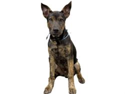 Shelter Stray Male Dog last seen , 3201 Lacy St, Los Angeles, CA 90031, USA
