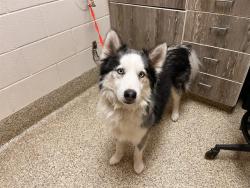 Shelter Stray Male Dog last seen Near BLOCK W 19TH ST, PUEBLO CO 81003, 610 Abbot Ln, Colorado Springs, CO 80905, USA