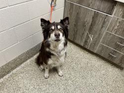 Shelter Stray Female Dog last seen UNKNOWN, 610 Abbot Ln, Colorado Springs, CO 80905, USA