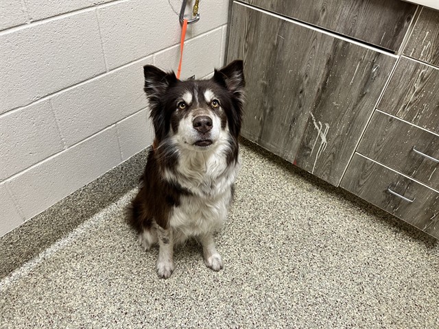 Shelter Stray Female Dog last seen UNKNOWN, 610 Abbot Ln, Colorado Springs, CO 80905, USA