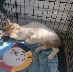Shelter Stray Male Cat last seen Near BLOCK PRICE, 4710 TX-151, San Antonio, TX 78227, USA