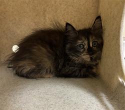 Shelter Stray Female Cat last seen SHAWNEE TRL/GENEVA, 232 Eslinger Way, Sanford, FL 32773, USA