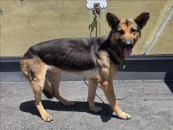 Shelter Stray Female Dog last seen , 1850 W 60th St, Los Angeles, CA 90047, USA