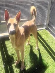Shelter Stray Male Dog last seen , 1850 W 60th St, Los Angeles, CA 90047, USA