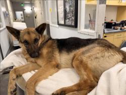 Shelter Stray Female Dog last seen , 1850 W 60th St, Los Angeles, CA 90047, USA