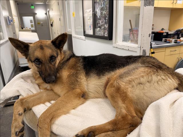 Shelter Stray Female Dog last seen , 1850 W 60th St, Los Angeles, CA 90047, USA