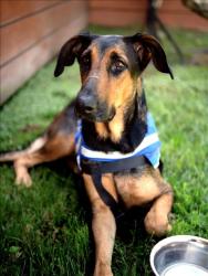Shelter Stray Female Dog last seen , 1850 W 60th St, Los Angeles, CA 90047, USA