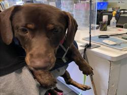 Shelter Stray Male Dog last seen , 1850 W 60th St, Los Angeles, CA 90047, USA