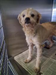 Shelter Stray Female Dog last seen , 1850 W 60th St, Los Angeles, CA 90047, USA