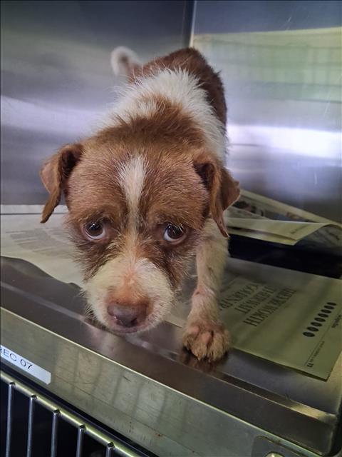 Shelter Stray Male Dog last seen , 1850 W 60th St, Los Angeles, CA 90047, USA