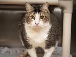 Shelter Stray Female Cat last seen EL MIRAGE RD & OLIVE AVE, 5501 E Van Buren St, Phoenix, AZ 85008, USA