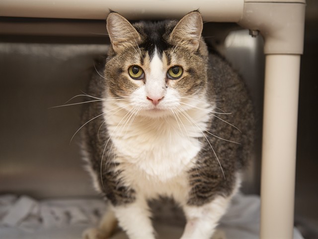 Shelter Stray Female Cat last seen EL MIRAGE RD & OLIVE AVE, 5501 E Van Buren St, Phoenix, AZ 85008, USA