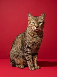 Shelter Stray Male Cat last seen OGLETHORPE RD, 2020 Forest St, Jacksonville, FL 32204, USA