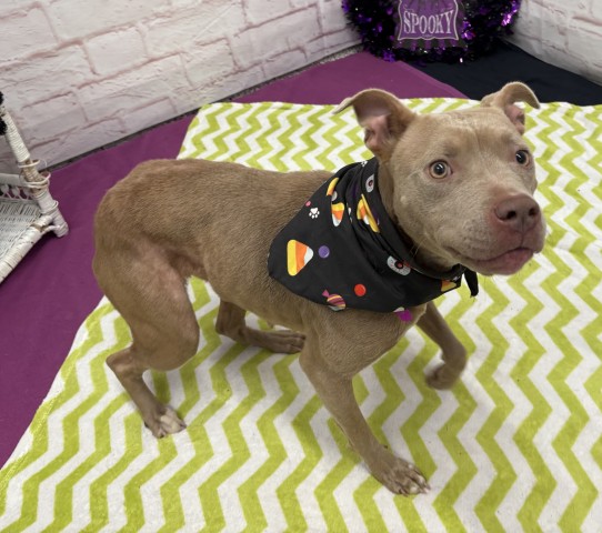 Shelter Stray Female Dog last seen Near BLOCK SUSSEX ST, DETROIT, MI 48235, 1431 E Ferry St, Detroit, MI 48211, USA