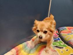 Shelter Stray Female Dog last seen Near BLOCK PIERSON ST DETROIT, MI 48219, 1431 E Ferry St, Detroit, MI 48211, USA