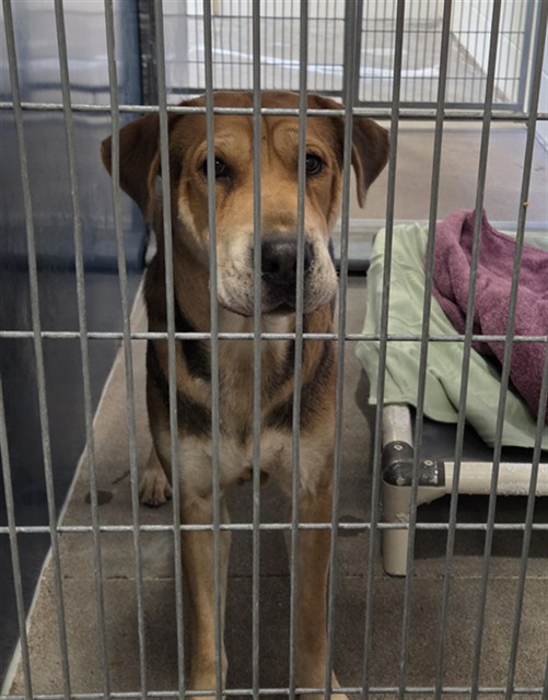 Shelter Stray Female Dog last seen 69TH AVE AND PEORIA AVE, 2500 S 27th Ave, Phoenix, AZ 85009, USA