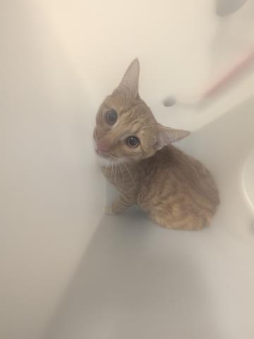 Shelter Stray Male Cat last seen PEORIA AND MISSISSIPPI, 2080 S Quebec St, Denver, CO 80231, USA