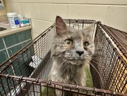 Shelter Stray Female Cat last seen DORCHESTER, 350 S Huntington Ave, Jamaica Plain, MA 02130, USA