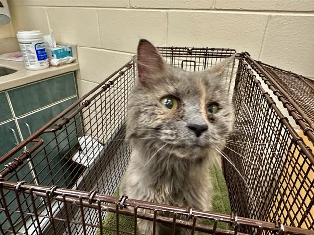 Shelter Stray Female Cat last seen DORCHESTER, 350 S Huntington Ave, Jamaica Plain, MA 02130, USA