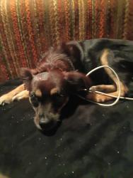 Reunited Female Dog last seen lucinda, Keyes, CA 95328