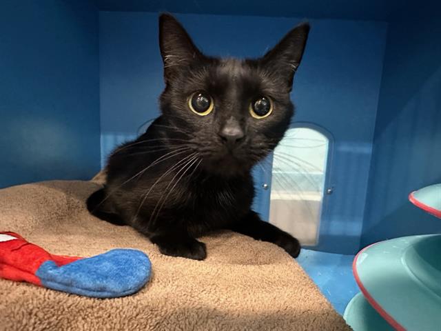 Shelter Stray Female Cat last seen DORCHESTER, 350 S Huntington Ave, Jamaica Plain, MA 02130, USA